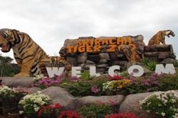 Description: Siracha Tiger Zoo